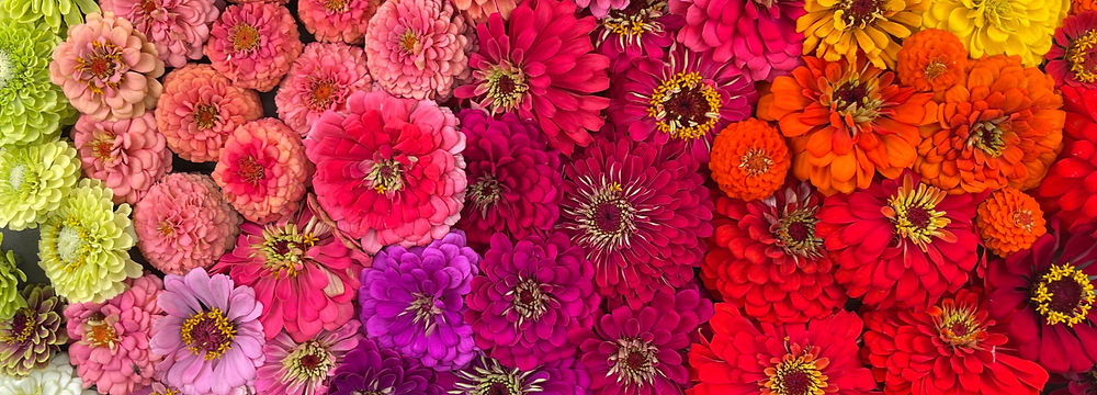 Zinnia rainbow
