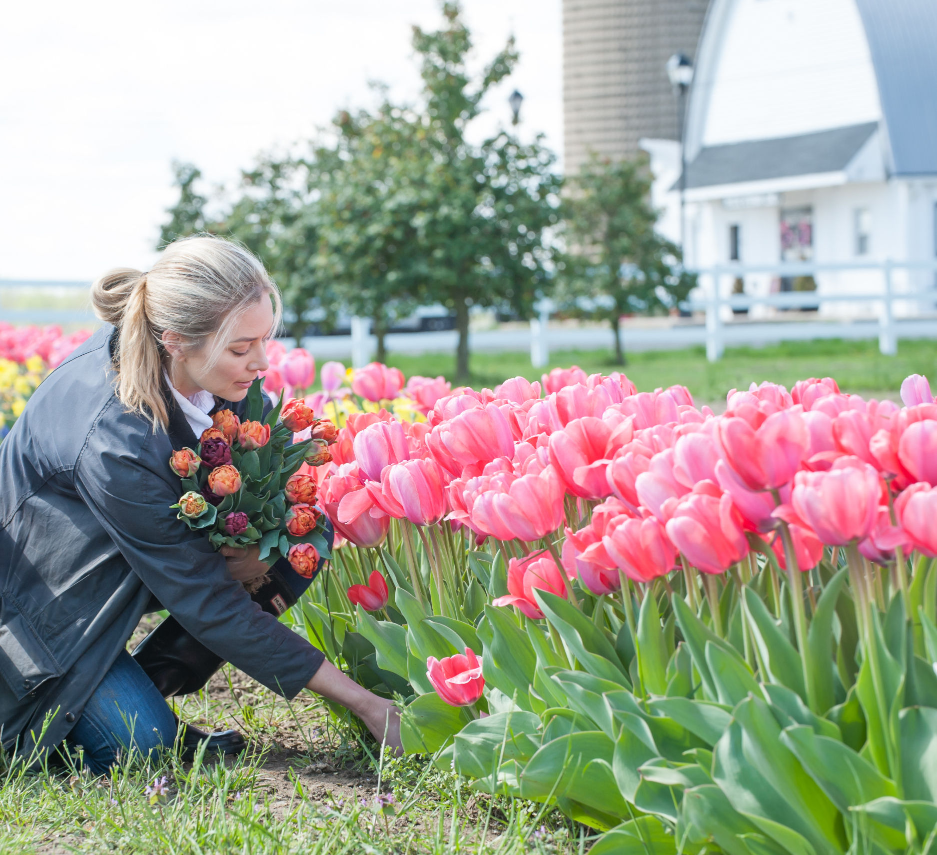 Pick Your Own Tulips