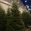 Thumbnail: Photography Location Rental - Christmas Tree Garden 