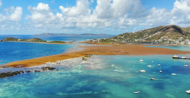 sargassam in the BVI