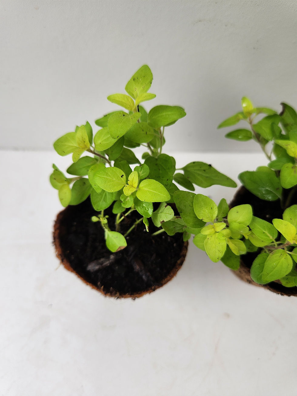 Thumbnail: Golden Oregano (2-inch)
