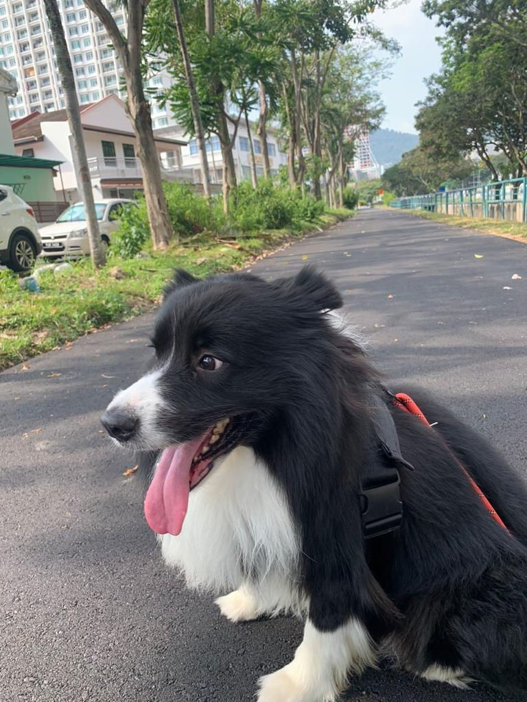 Border Collie