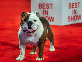 2025 AKC National Dog Show in Orlando December 13-14 