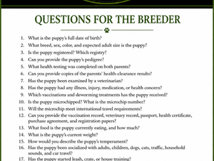 Looking for a Reputable Dog Breeder?  Here are Some Questions You Should Ask