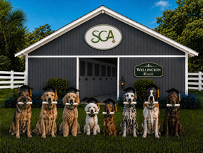  New York Dog Owners Turn to Country Boarding as Sorrento Canine Academy Redefines Luxury Boarding and Training near Orlando 
