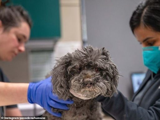 Los Angeles Fires Create Huge Problem for Pets but Local Members of the Community Stepped in to Help in Many Ways