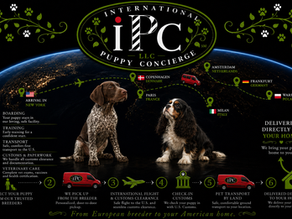 Finding Your Perfect Puppy: The International Puppy Concierge Solution