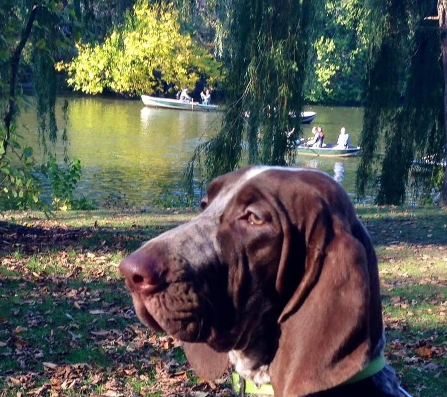 DOGS IN THE CITY