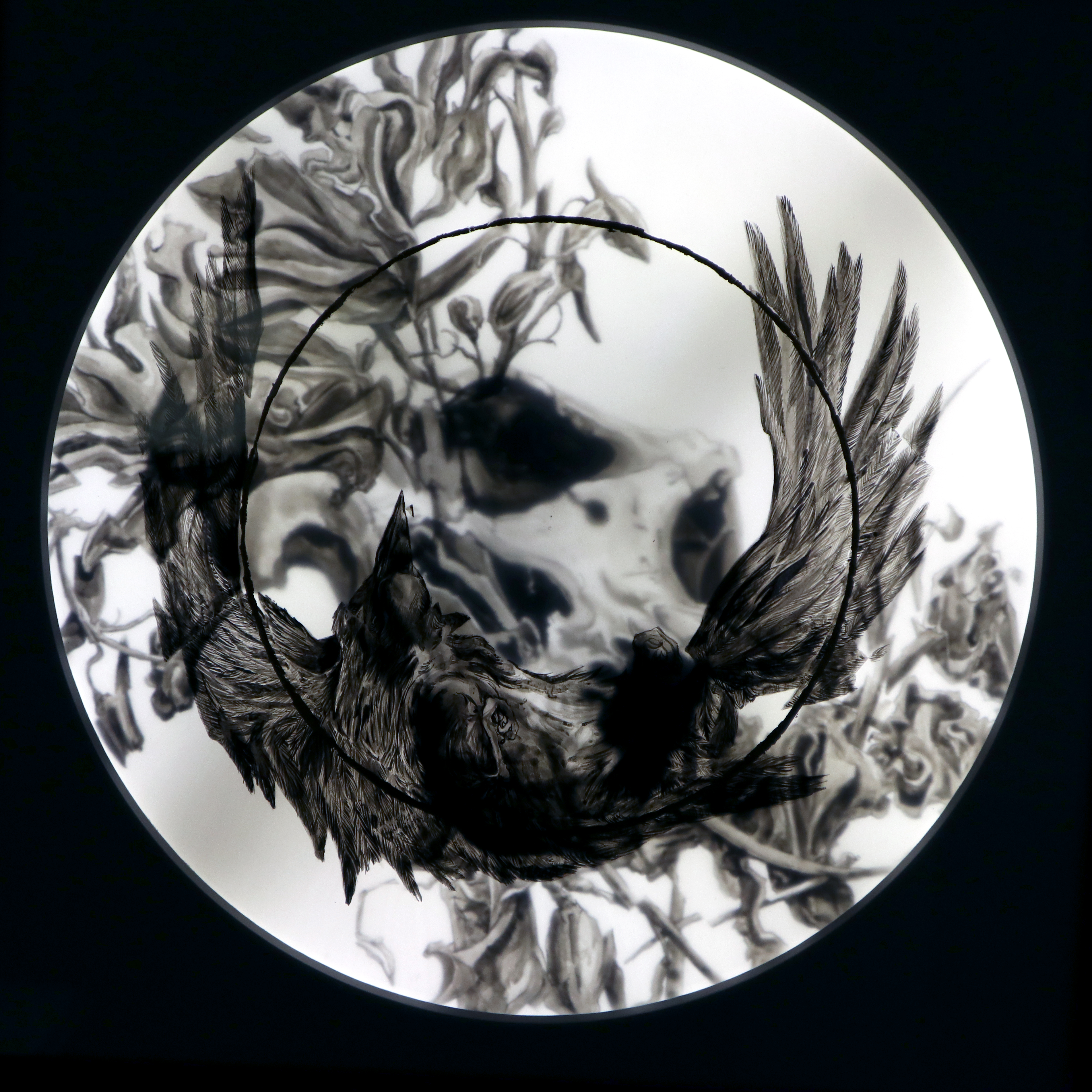 SULFUR SHACKLES - LIGHT BOX