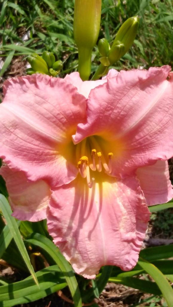 Sheepscot Valley Lady