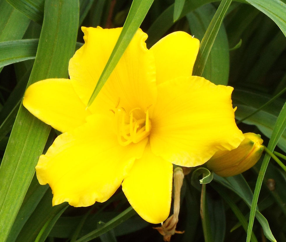 Stella de Oro