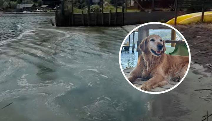 Grave crisis ambiental en Vichuquén: bacteria tóxica en el lago provoca muerte de animales y alarma en la comunidad