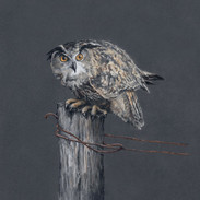 Screetch Owl