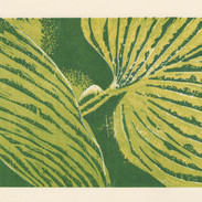 Hosta Leaves