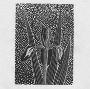 Black Iris