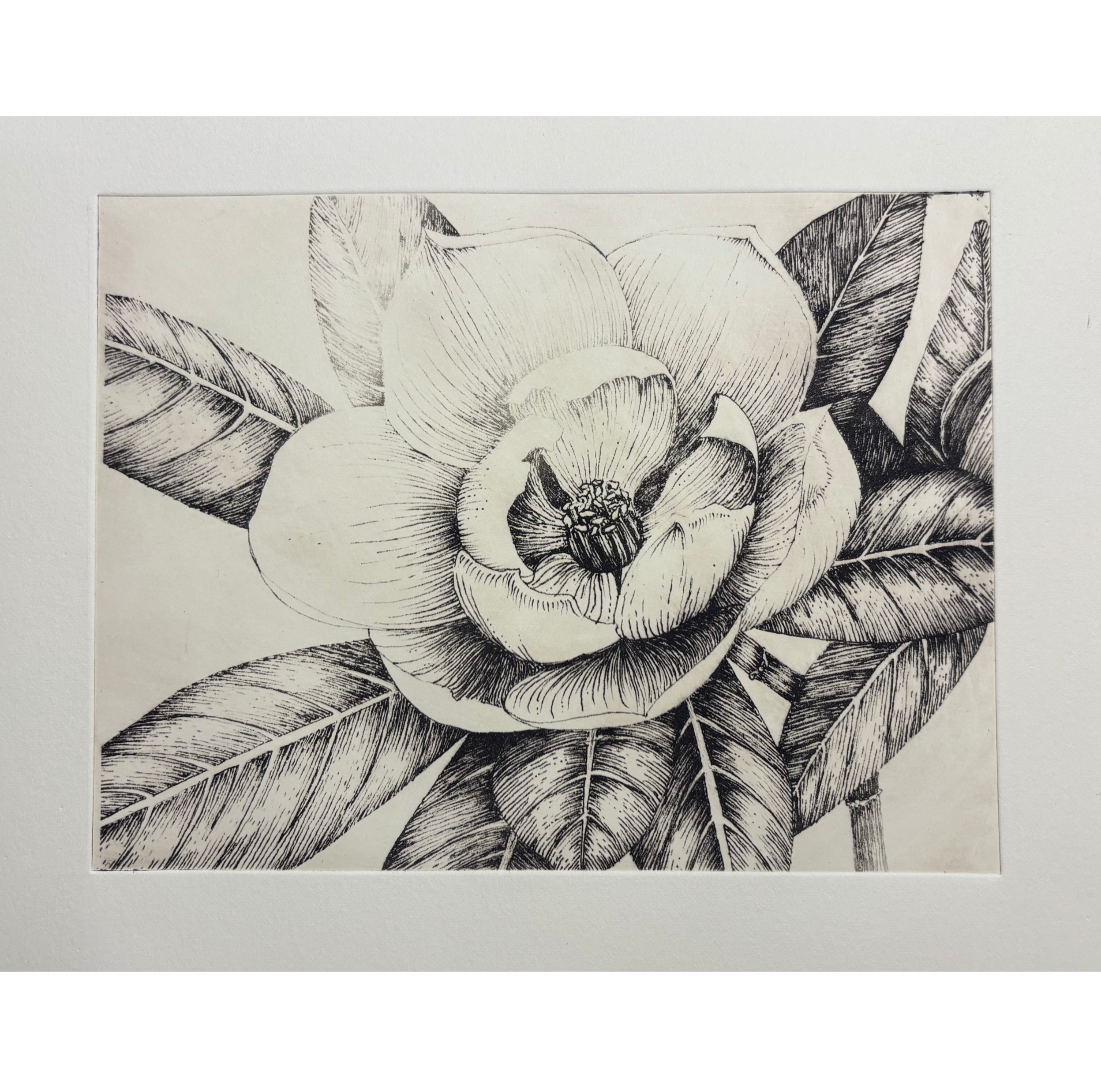 Magnolia