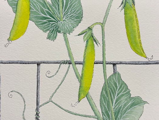 Snap peas.jpg