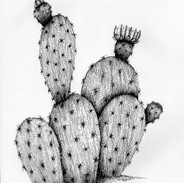Opuntia Cactus