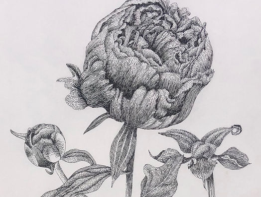 Peony Pen & ink_edited_edited.jpg