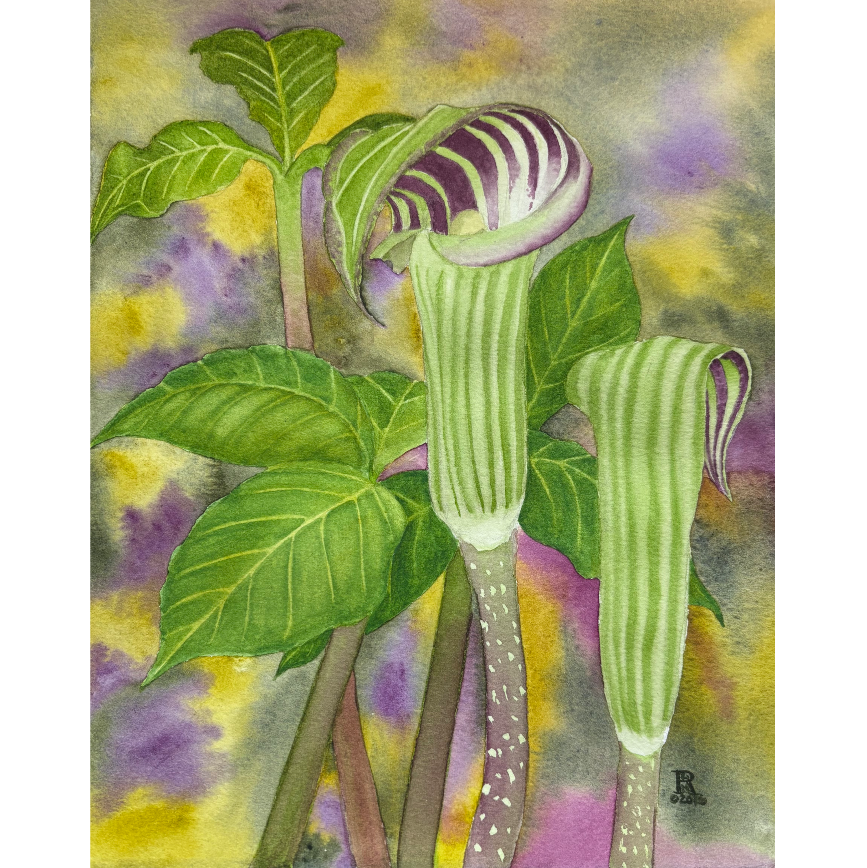 Jack-in-the-Pulpit