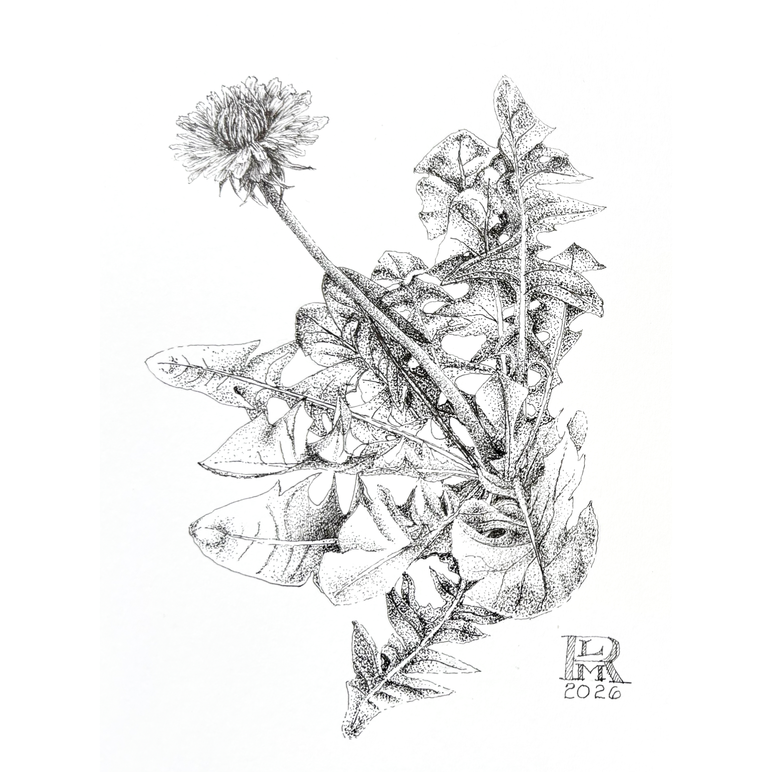 Dandelion