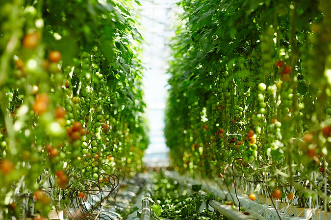 ripening-tomatoes.jpg