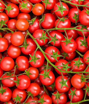 o-GRAFTING-TOMATOES-AND-POTATOES-facebook.jpg