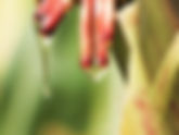 Oloton Maize
