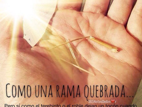 Como rama quebrada...