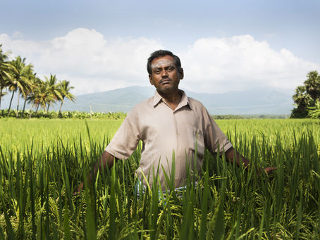 How to import rice from India?