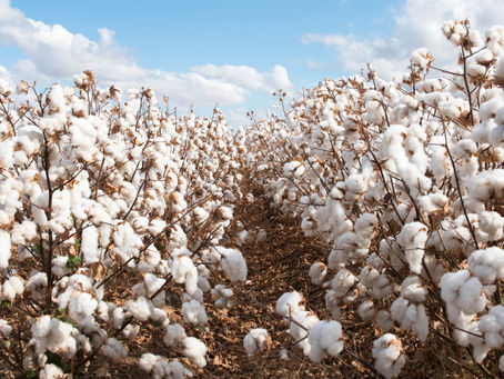 Global cotton prices now exceed pre-pandemic levels: USDA