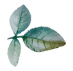 Rose Leaves