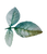 Rose Leaves