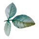 Rose Leaves