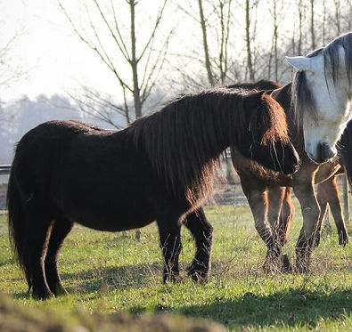 Oriat .jpgCoachingpferd Insprofil Oriat