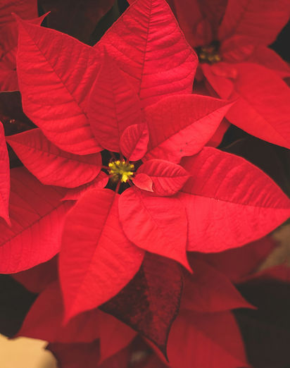 Poinsettia