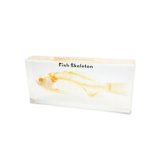 Real Fish Skeleton Model Acrylic Specimen