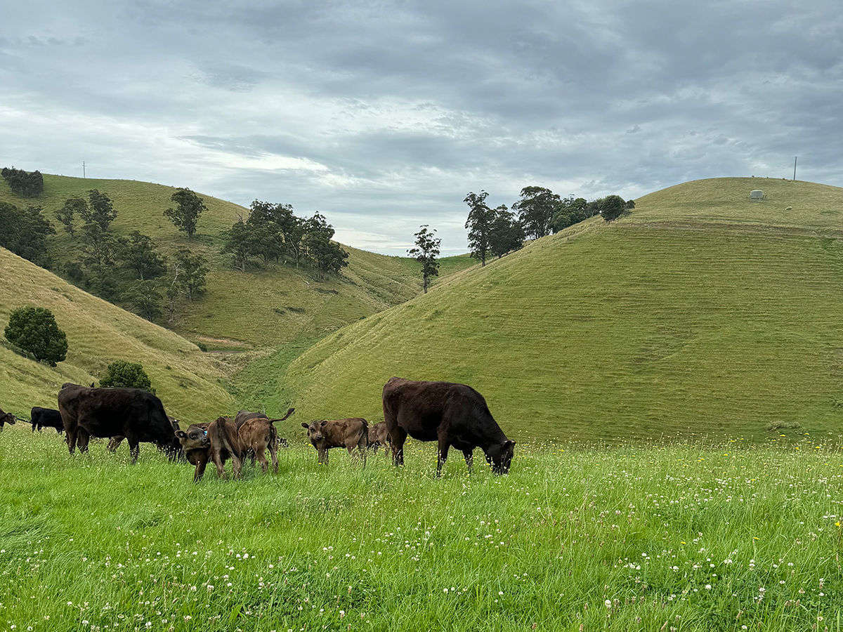 Wagyu cattle on the family farm in West Gippsland