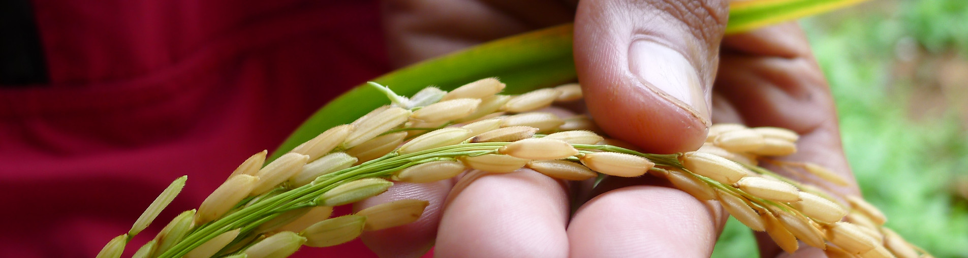 Farmer Evaluating Seeds on Panicle.jpg