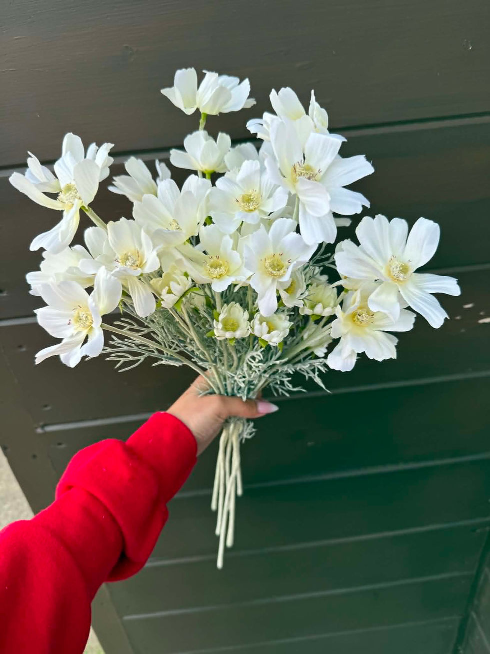 White Cosmos