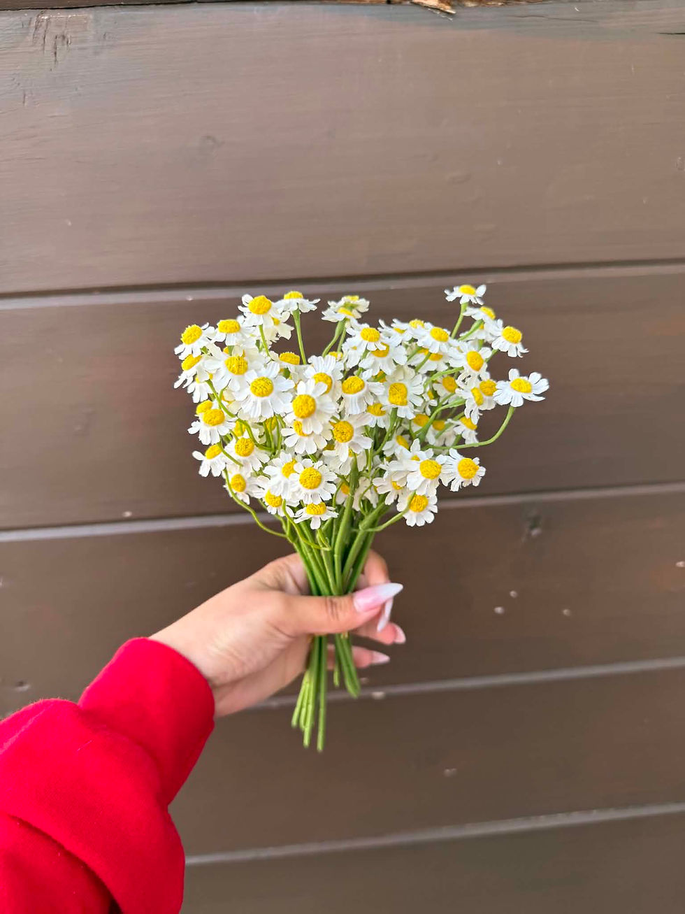 Feverfew Daisies