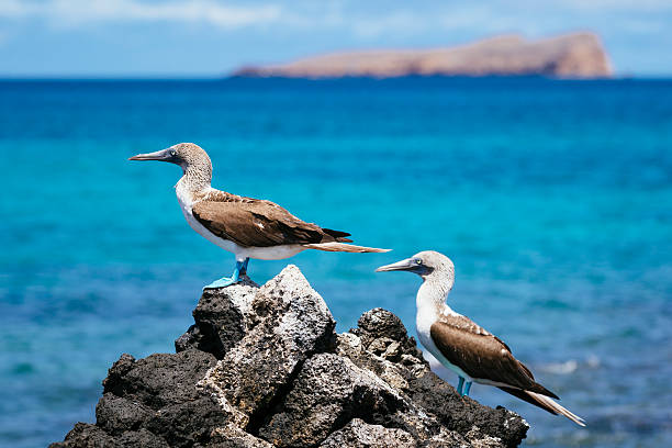 Genovesa Island - seabird sanctuary