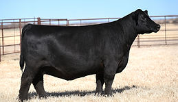 JSUL Fetty’s Pride 1407J ET