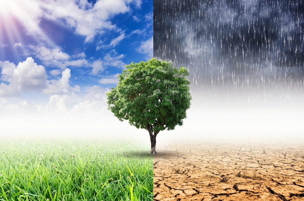 A healthy green tree going through all four seasons and transition. Staying strong through life transitions can be hard and Marble Wellness can help when you need guidance. Marble Wellness offers Counseling for Life Transitions and can see clients in person in St Louis or virtually anywhere in MO.