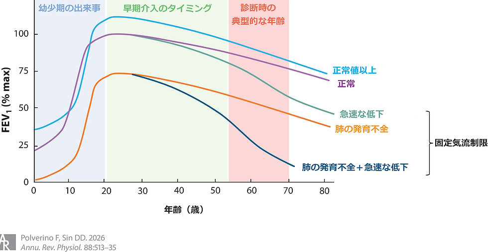 No.356 COPD、成人喘息は肺の成長期の異常に関連する