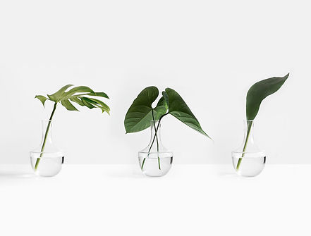 Tropical Leaves_edited.jpg