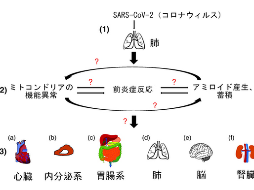 No.264 新型コロナウィルス感染症が全身の臓器に及ぼす影響とは？