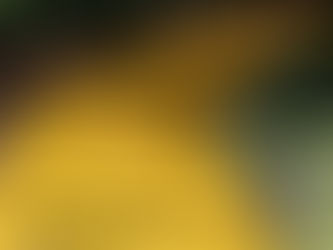 The Yellow Brick Road (Originally Published 11/10/2022)