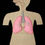 Thumbnail: Respiratory System Felt Craft