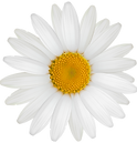 White_Daisy_PNG_Clipart-196.png